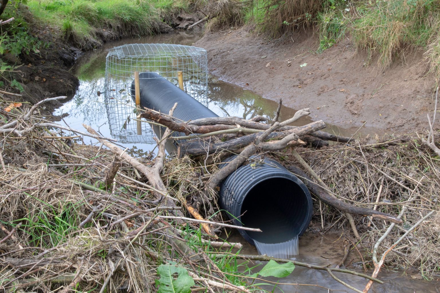 Beaver Management - Beaver Management
