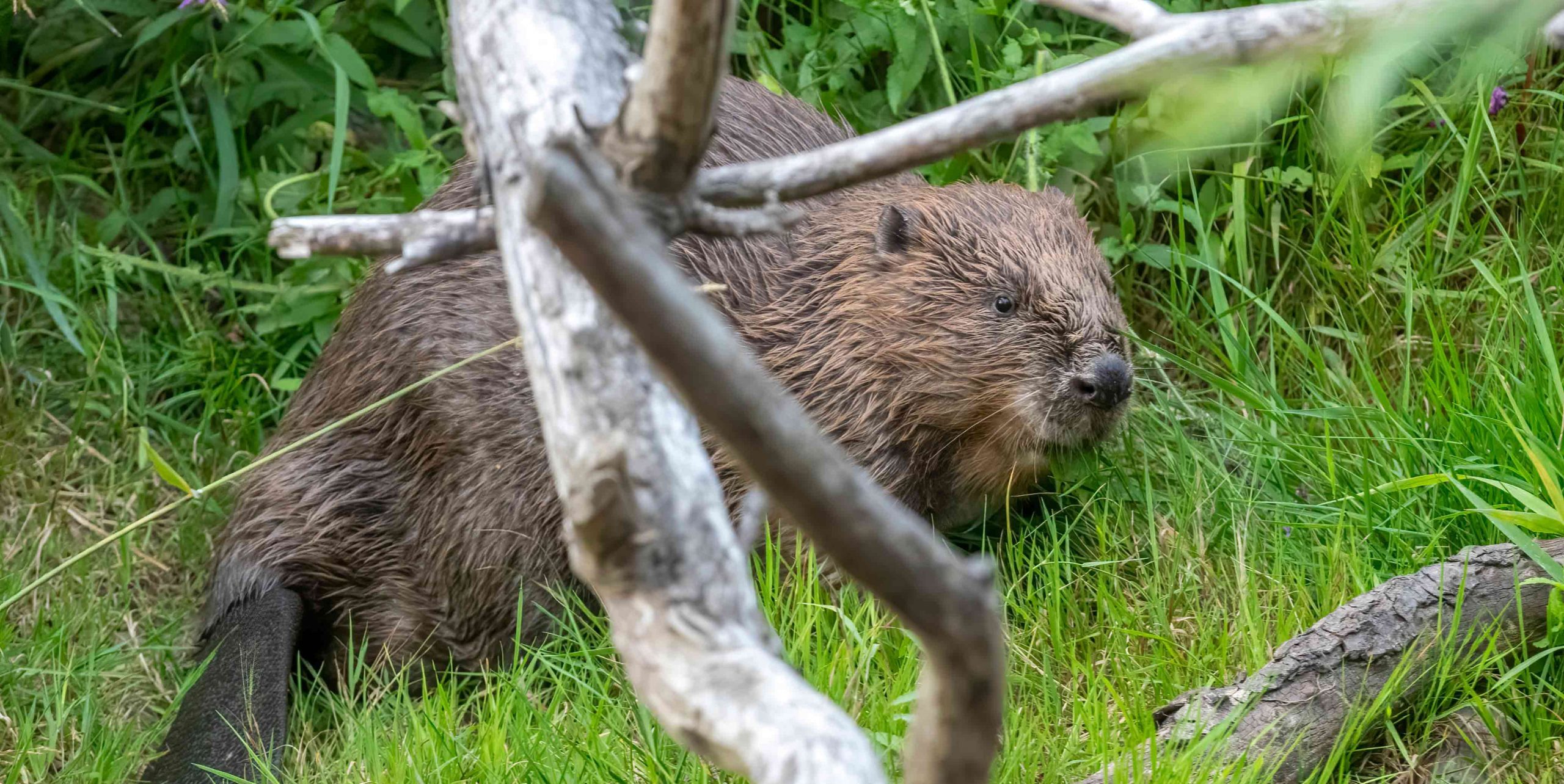 Beaver Management - Beaver Management